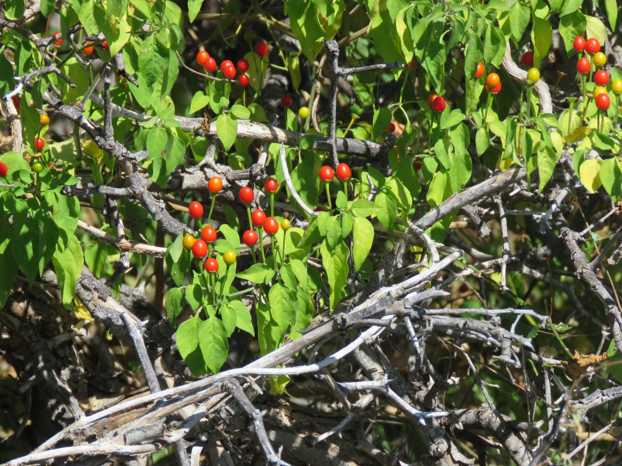 Capsicum annuum cv. 'Chiltepín'